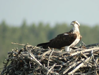  Pandion haliaetus L.