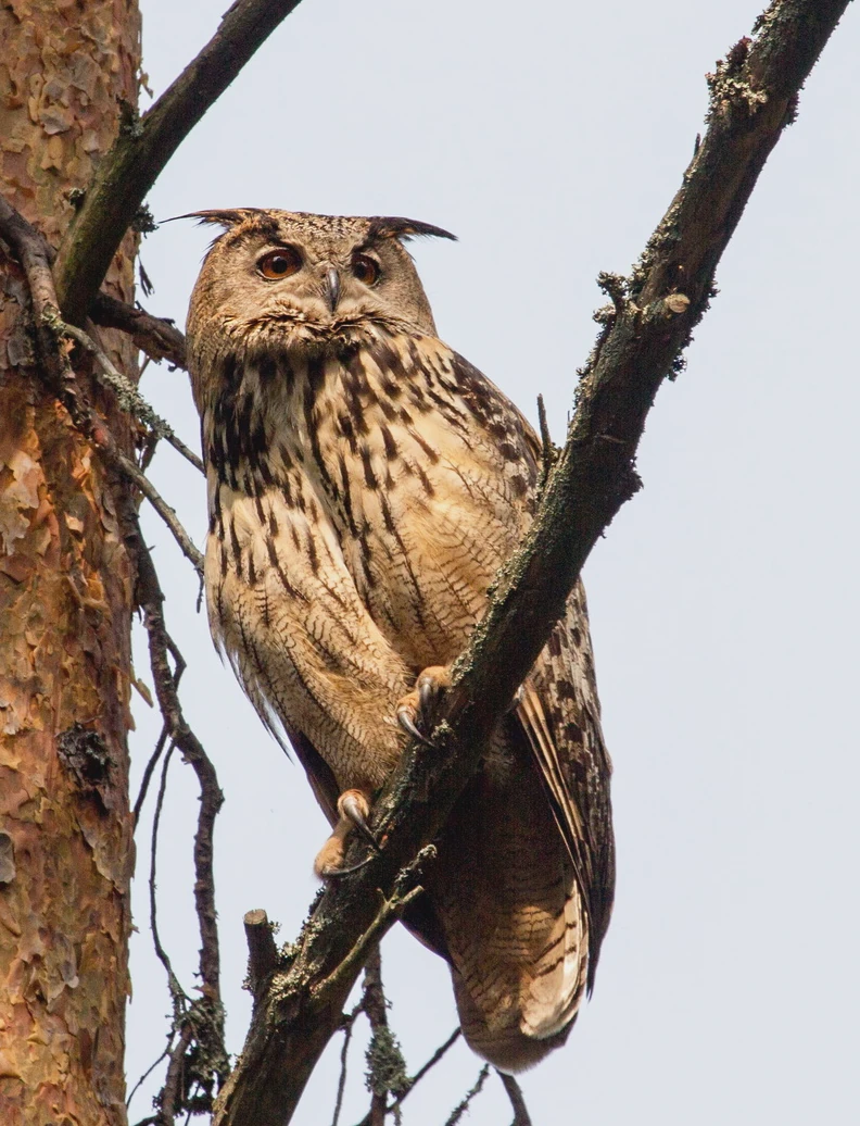  Bubo bubo Z.