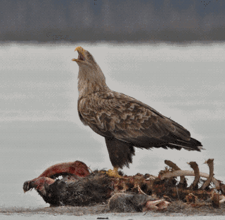  Haliaeetus albicilla L.