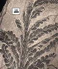 Archaeopteris