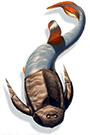 Botriolepis