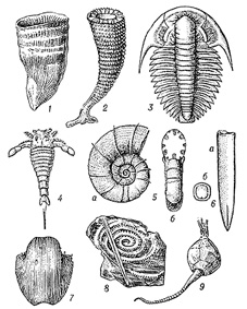 Ttetracorallia