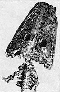 Wetlugasaurus