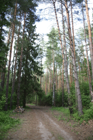  Пригородные места отдыха. Russia, Kostroma, Pine forest 2015
