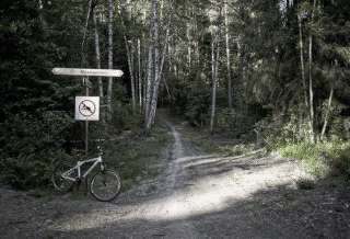  Russia, Kostroma, Pine forest 2015