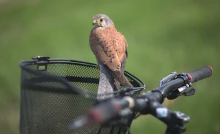Птицы на фотографиях. Falcon of the Kestrel