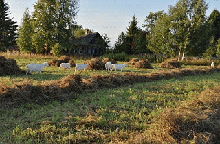  Домашние животные. Russia, Kostroma, Kologriv. Photographer Denis Alenin