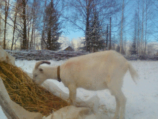  Marina Vasina. Kologriv winter. Life in the country
