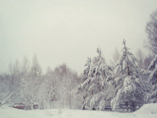 Марина Васина. Кологривский лес в снегу. Kologriv winter.