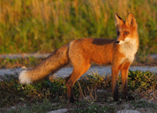Fox