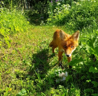Fox