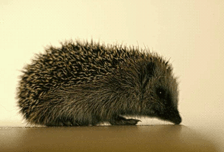  Hedgehog
