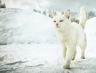  Кошки так похожи на людей