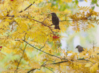  Turdus