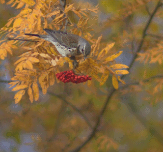  Turdus