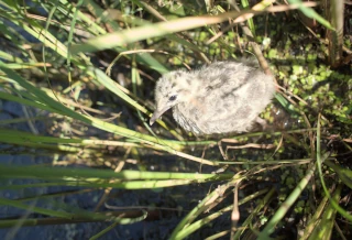  Птицы на р. Волге