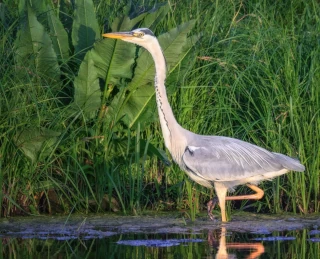  Водоплавающая птица. Silver Heron