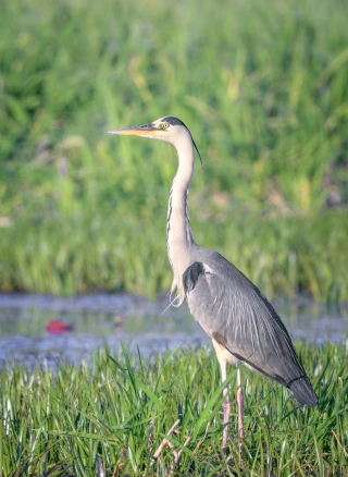  Водоплавающая птица отряда пеликанообразных. Silver Heron