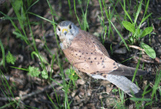  Haliaeetus albicilla L.