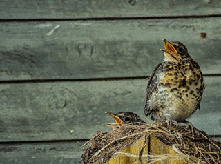 Turdus philomelos