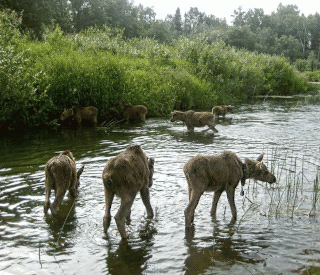  River Poksha